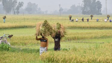 সরকারের গুদামে সার, কৃষক কেন পাচ্ছে না?